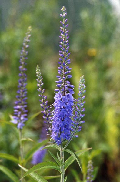 Pseudolysimachion longifolium en fleurs dans une prairie humide